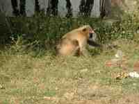 2005-10-14 Ranthambore